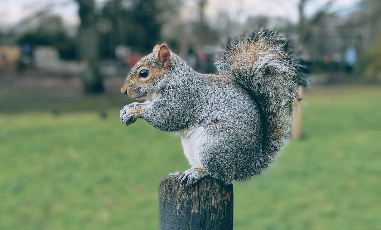 Squirrels Heath, Greater London Squirrels Heath, Greater London