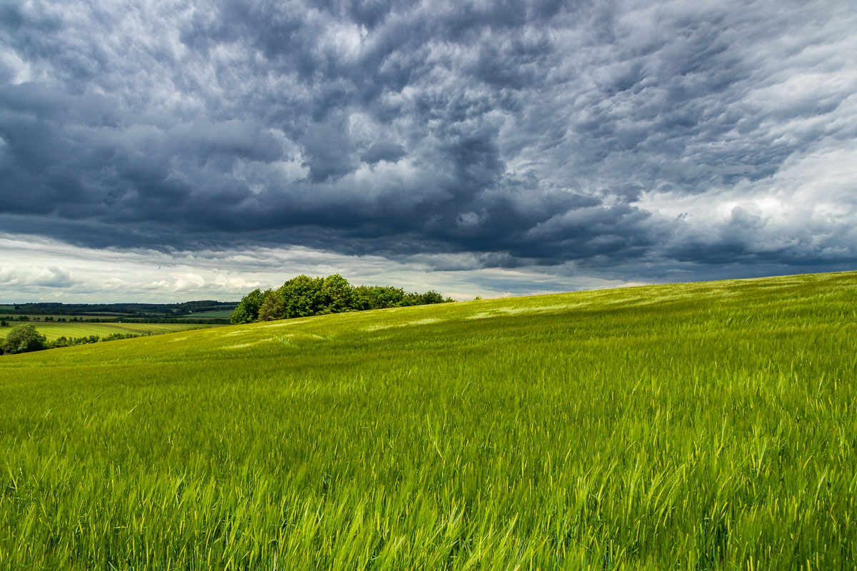 Barley, Hertfordshire Barley, Hertfordshire